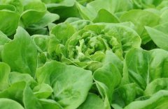 農(nóng)殘快速檢測儀對同植株的檢測結(jié)果一致嗎？