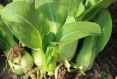農(nóng)藥殘留速測(cè)儀可以規(guī)范農(nóng)藥的使用嗎？